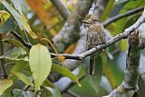 Western Striolated-Puffbird